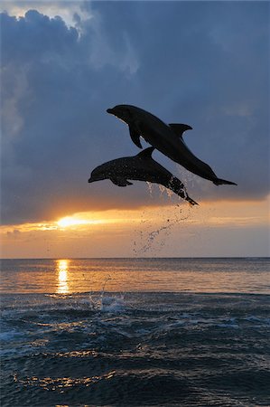 sun up - Common Bottlenose Dolphins Jumping in Sea at Sunset, Roatan, Bay Islands, Honduras Stock Photo - Premium Royalty-Free, Code: 600-03849097