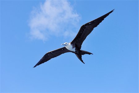 simsearch:700-03478633,k - Great Frigatebird in Flight, Roatan, Bay Islands, Honduras Foto de stock - Sin royalties Premium, Código: 600-03849098