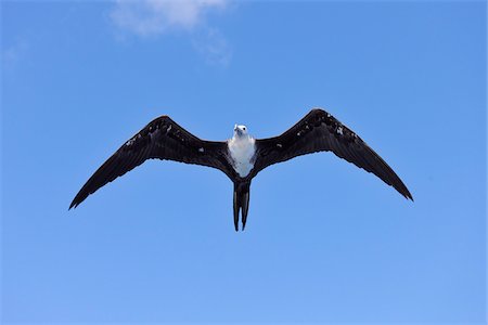 simsearch:841-06499653,k - Great Frigatebird in Flight. Roatan, Bay Islands, Honduras Foto de stock - Sin royalties Premium, Código: 600-03849099