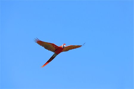 debajo - Scarlet Macaw in Flight, Roatan, Bay Islands, Honduras Foto de stock - Sin royalties Premium, Código: 600-03849090