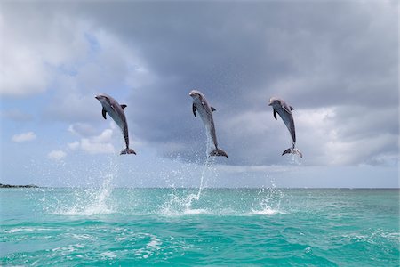 Common Bottlenose Dolphins Jumping in Sea, Roatan, Bay Islands, Honduras Foto de stock - Sin royalties Premium, Código: 600-03849093