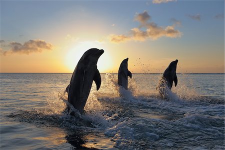 simsearch:859-08244480,k - Common Bottlenose Dolphins Jumping in Sea at Sunset, Roatan, Bay Islands, Honduras Stock Photo - Premium Royalty-Free, Code: 600-03849104