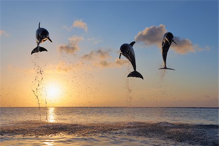 dolphin - Common Bottlenose Dolphins Jumping in Sea at Sunset, Roatan, Bay Islands, Honduras Foto de stock - Sin royalties Premium, Código: 600-03849105