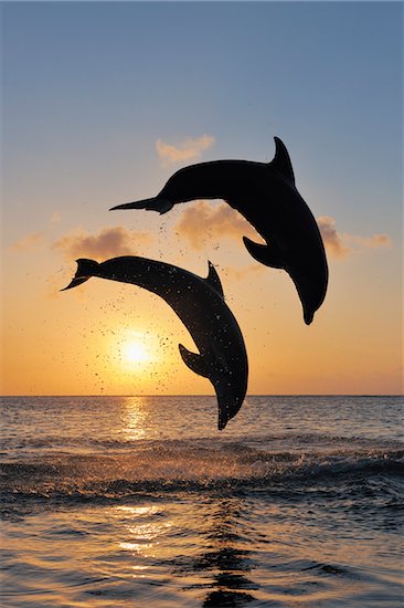 Common Bottlenose Dolphins Jumping in Sea at Sunset, Roatan, Bay Islands, Honduras Photographie de stock - Premium Libres de Droits, Artiste: Martin Ruegner, Le code de l’image : 600-03849106