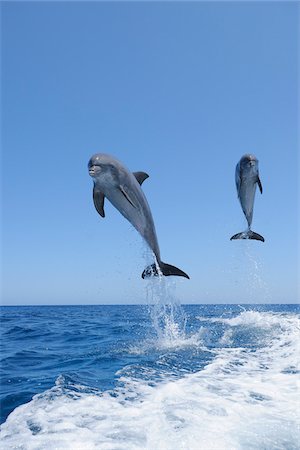 dolphin - Common Bottlenose Dolphins Jumping in Sea, Roatan, Bay Islands, Honduras Foto de stock - Sin royalties Premium, Código: 600-03849108