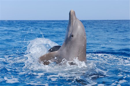 simsearch:600-02265093,k - Common Bottlenose Dolphin in Caribbean Sea, Roatan, Bay Islands, Honduras Foto de stock - Sin royalties Premium, Código: 600-03849100