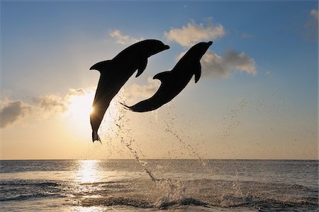 Common Bottlenose Dolphins Jumping in Sea at Sunset, Roatan, Bay Islands, Honduras Foto de stock - Sin royalties Premium, Código: 600-03849101