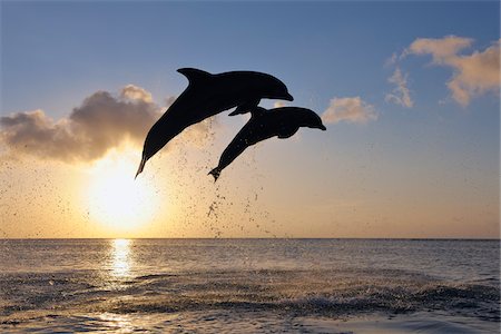 dolphin - Common Bottlenose Dolphins Jumping in Sea at Sunset, Roatan, Bay Islands, Honduras Foto de stock - Sin royalties Premium, Código: 600-03849102