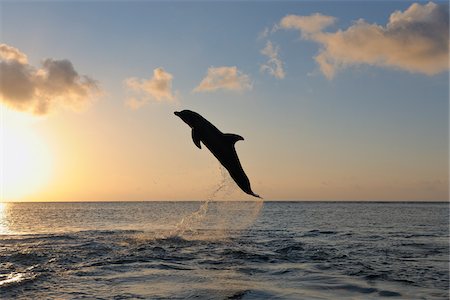 roatan - Common Bottlenose Dolphin Jumping in Sea at Sunset, Roatan, Bay Islands, Honduras Foto de stock - Sin royalties Premium, Código: 600-03849103