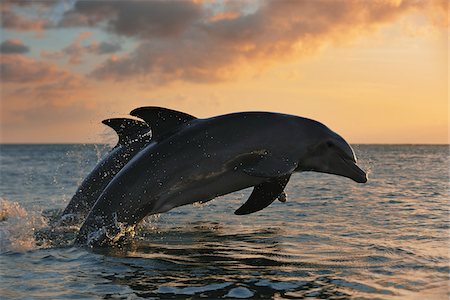 Common Bottlenose Dolphins Jumping in Sea at Sunset, Roatan, Bay Islands, Honduras Foto de stock - Sin royalties Premium, Código: 600-03849114