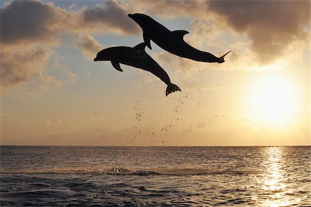 roatan - Common Bottlenose Dolphins Jumping in Sea at Sunset, Roatan, Bay Islands, Honduras Foto de stock - Sin royalties Premium, Código: 600-03849115