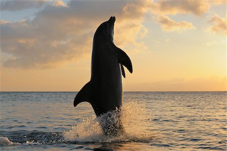 Common Bottlenose Dolphin Tail-Walking, Roatan, Bay Islands, Honduras Foto de stock - Sin royalties Premium, Código: 600-03849116