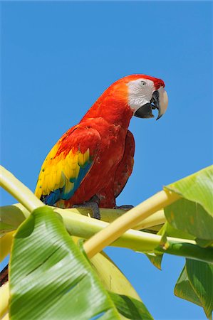 exotic travel - Scarlet Macaw in Banana Tree, Roatan, Bay Islands, Honduras Stock Photo - Premium Royalty-Free, Code: 600-03849118