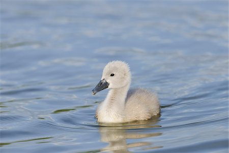 Mute Swan Cygnet, Bavaria, Germany Foto de stock - Sin royalties Premium, Código: 600-03849128