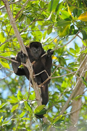 roatan - Black Howler Monkey, Roatan, Bay Islands, Honduras Foto de stock - Royalty Free Premium, Número: 600-03849121