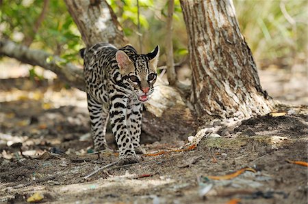 roatan - Ocelot in Forest, Roatan, Bay Islands Honduras Foto de stock - Royalty Free Premium, Número: 600-03849123