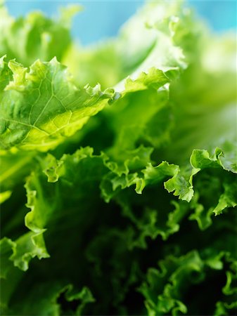 simsearch:600-06967743,k - Close-up of Green Leaf Lettuce Stock Photo - Premium Royalty-Free, Code: 600-03849523