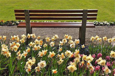 daffodil - Park Bench, Meersburg, Baden-Wurttemberg, Germany Stock Photo - Premium Royalty-Free, Code: 600-03865315