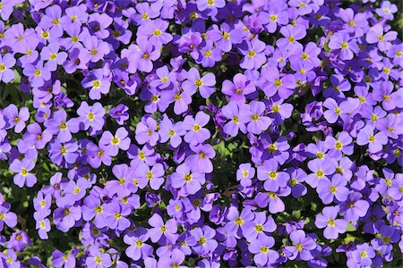 Aubrietien, Meersburg, Baden-Württemberg, Deutschland Stockbilder - Premium RF Lizenzfrei, Bildnummer: 600-03865312