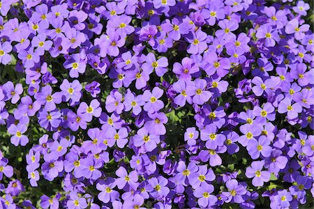 purple spring flowers - Aubretia, Meersburg, Baden-Wurttemberg, Germany Stock Photo - Premium Royalty-Free, Code: 600-03865312