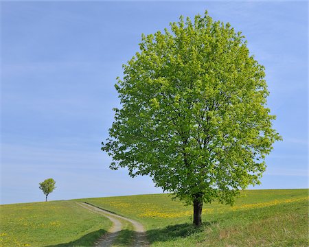 Lime Tree, Winterberg, Hochsauerland, North Rhine-Westphalia, Germany Foto de stock - Sin royalties Premium, Código: 600-03906958