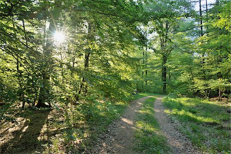 Path in Forest, Arnsberg, Hochsauerland, North Rhine-Westphalia, Germany Stock Photo - Premium Royalty-Free, Code: 600-03906959