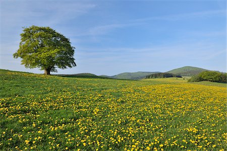 spring trees nobody - Beech Tree, Wissinghausen, Medebach, Hochsauerland, North Rhine-Westphalia, Germany Stock Photo - Premium Royalty-Free, Code: 600-03906975