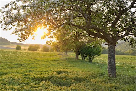 photo of apple tree in bloom - Apple Tree, Wissinghausen, Medebach, Hochsauerland, North Rhine-Westphalia, Germany Stock Photo - Premium Royalty-Free, Code: 600-03906971