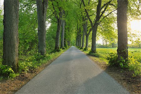 Tilleuls et Road, Gudenhagen, Brilon, Haut-Sauerland, Rhénanie du Nord-Westphalie, Allemagne Photographie de stock - Premium Libres de Droits, Code: 600-03906984