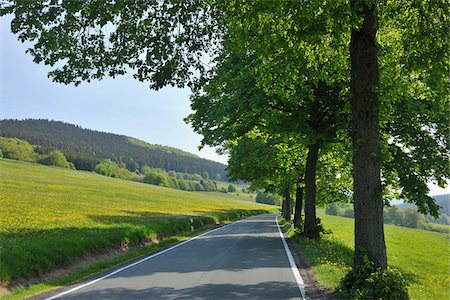 Baum gesäumten Straße, Wissinghausen, Medebach, Hochsauerlandkreis, Nordrhein-Westfalen, Deutschland Stockbilder - Premium RF Lizenzfrei, Bildnummer: 600-03906981