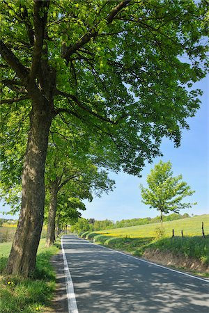 perspectiva en disminución - Tree Lined Road, Wissinghausen, Medebach, Hochsauerland, North Rhine-Westphalia, Germany Foto de stock - Sin royalties Premium, Código: 600-03906982