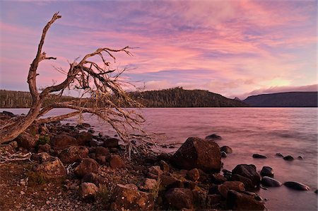 Shore of Lake St Clair, Cradle Mountain-Lake St Clair National Park, UNESCO World Heritage Area, Tasmania, Australia Foto de stock - Sin royalties Premium, Código: 600-03907273