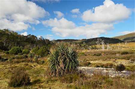 simsearch:600-03907313,k - Countryside near Waldheim, Cradle Mountain-Lake St Clair National Park, UNESCO World Heritage Area, Tasmania, Australia Fotografie stock - Premium Royalty-Free, Codice: 600-03907284