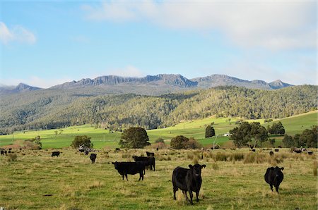 Farmland and Ben Lomond, Upper Blessington, Tasmania, Australia Stock Photo - Premium Royalty-Free, Code: 600-03907316