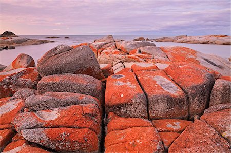 Lichen rouge sur les rochers, Bay of Fires, zone de Conservation de la baie des feux, Tasmania, Australie Photographie de stock - Premium Libres de Droits, Code: 600-03907311