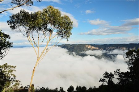 Morning Fog at Lake Burragorang, Burragorang State Conservation Area, New South Wales, Australia Foto de stock - Sin royalties Premium, Código: 600-03907326