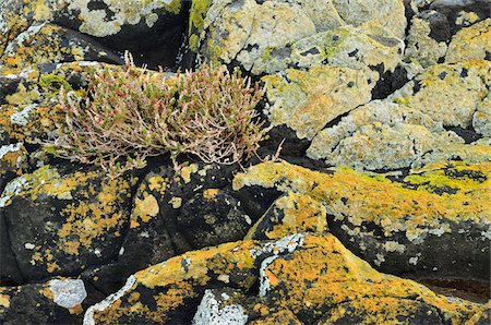 Lichen on Rocks, Circular Head, Stanley, Tasmania, Australia Foto de stock - Royalty Free Premium, Número: 600-03907332
