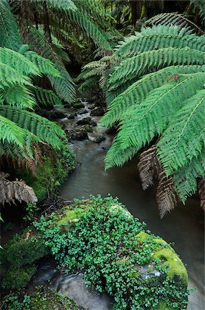 Temperate Rainforest, Tarra-Bulga National Park, Victoria, Australia Foto de stock - Sin royalties Premium, Código: 600-03907354