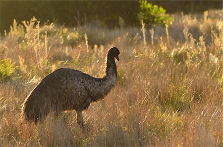Emu, Wilsons Promontory National Park, Victoria, Australia Stock Photo - Premium Royalty-Free, Code: 600-03907356