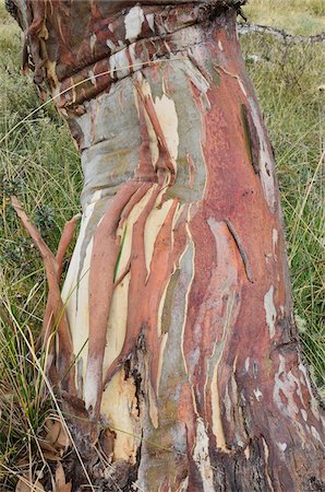 Snow Gum Tree, Alpine National Park, Victoria, Australia Foto de stock - Sin royalties Premium, Código: 600-03907357