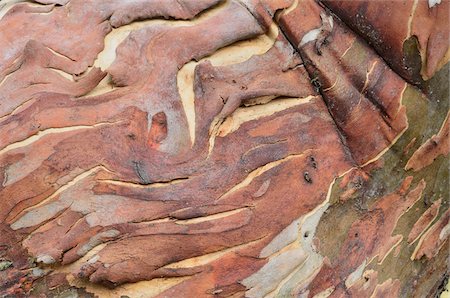 Close-up of Snow Gum Tree, Alpine National Park, Victoria, Australia Foto de stock - Sin royalties Premium, Código: 600-03907358