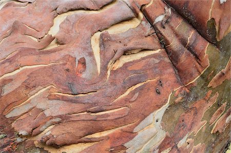 simsearch:614-06311730,k - Close-up of Snow Gum Tree, Alpine National Park, Victoria, Australia Foto de stock - Royalty Free Premium, Número: 600-03907358