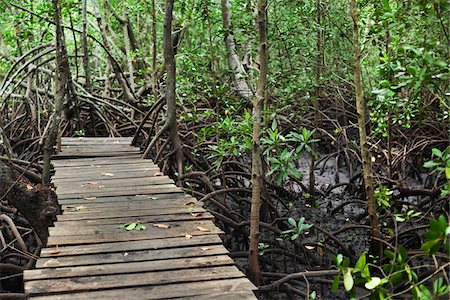 Forêt à pied, les marais de Mangrove, Zanzibar, Tanzanie Photographie de stock - Premium Libres de Droits, Code: 600-03907381