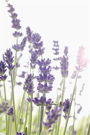 Close-up of Lavender Stock Photo - Premium Royalty-Free, Code: 600-03907416