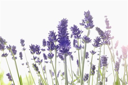 Close-up of Lavender Stock Photo - Premium Royalty-Free, Code: 600-03907417