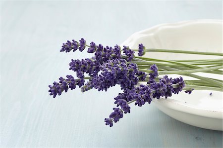 Lavender in Dish Foto de stock - Sin royalties Premium, Código: 600-03907452