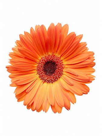 pétale - Orange Gerbera Daisy Photographie de stock - Premium Libres de Droits, Code: 600-03907484
