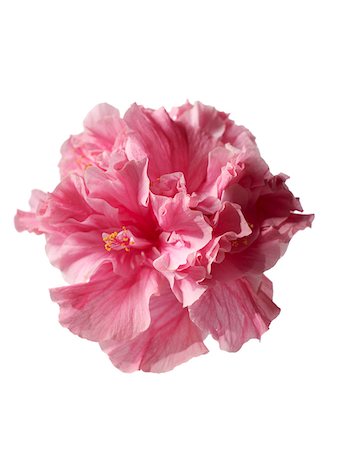 Pink Hibiscus Stock Photo - Premium Royalty-Free, Code: 600-03907485