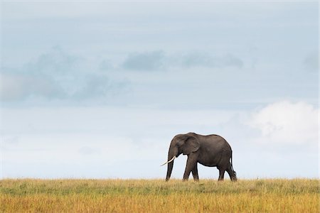 elefante africano - African Elephant, Masai Mara National Reserve, Kenya Foto de stock - Sin royalties Premium, Código: 600-03907654