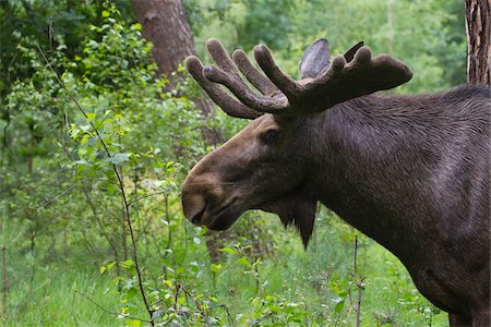 simsearch:700-00029171,k - Bull Moose in Game Reserve, Hesse, Germany Foto de stock - Sin royalties Premium, Código: 600-03907651